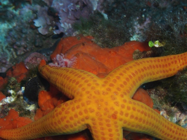 Estrella de mar